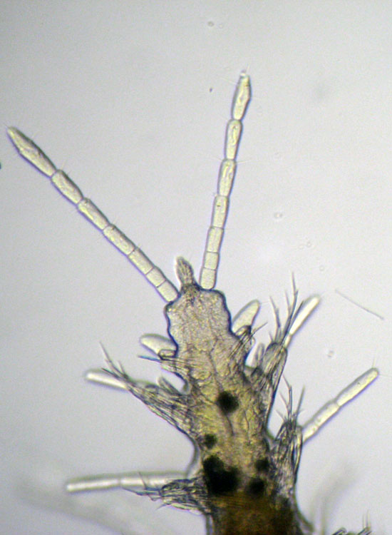 (Micro)mostri marini